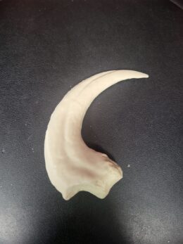 Jurassic Park Raptor Claw