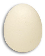 Foam Egg