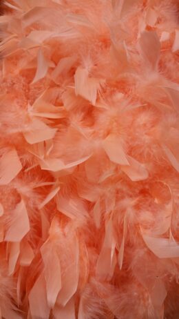 Boa Deluxe  Peach